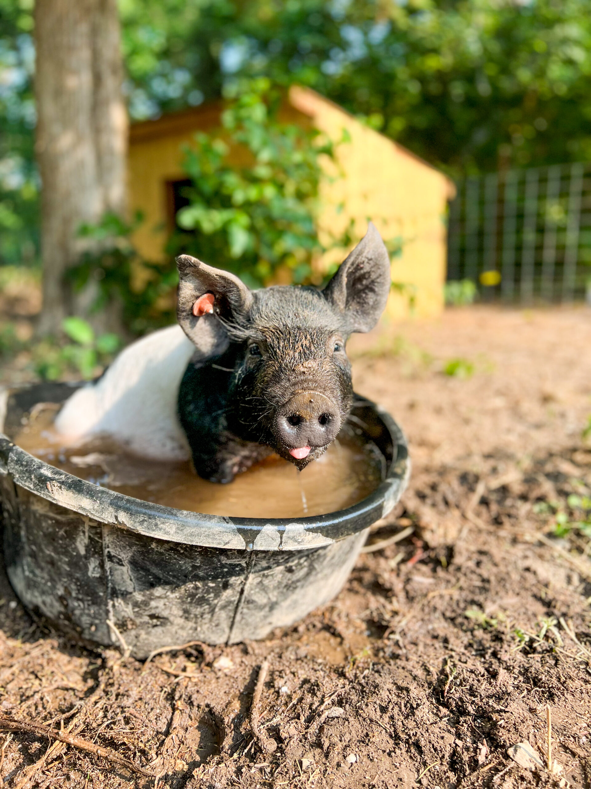 pig with tongue out sitting in a bowl of water